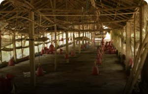 KPC Poultry services